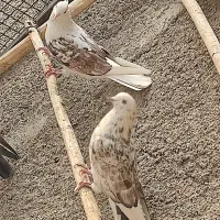 یک جفت کفتر نر و ماده دوکت سرور مهر|پرنده|سلفچگان, |دیوار