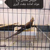 طوطی سانان|پرنده|بوکان, |دیوار