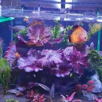 گل نیلوفر تایگر