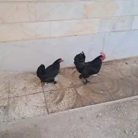مرغ خروس سیاه