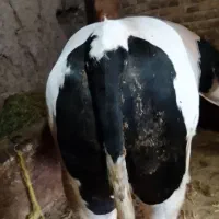 گوساله نر کشتاری