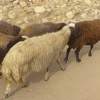 میش آبستن ۳۰ عدد ۴ماه ابستن همه جهال و شیره دار|حیوانات مزرعه|پلدختر, |دیوار