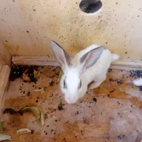 خرگوش