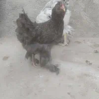 مرغ و خروس مرندی ریشو گپی|حیوانات مزرعه|روانسر, |دیوار