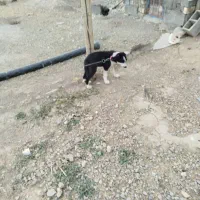 سگ گمشده