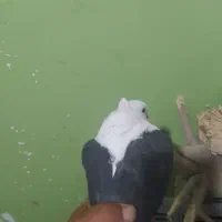 کبوتر دوکت سیاه ماده|پرنده|چرام, |دیوار