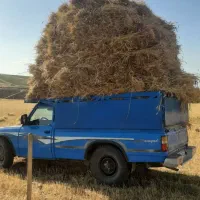 بذر گندم جام اصلاح شده