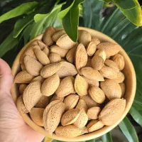بادام سنگی