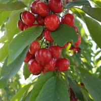 گیلاس فرانسوی دوساله  70000