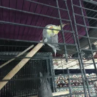 عروس هلندی با قفس|پرنده|تربتحیدریه, قاسم آباد|دیوار