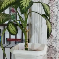 فروش گل خانگی|گل و گیاه طبیعی|سرپل ذهاب, |دیوار