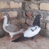 کبوتر سینه ای و اصفهانی|پرنده|مهریز, |دیوار