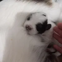 توله های شیتزو تریر|سگ|رشت, حومه رشت|دیوار