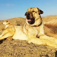 سگ گله|حیوانات مزرعه|تربت جام, جامرود|دیوار