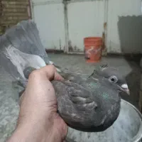 ۵عدد جوجه کبوتر قهوه‌ای|پرنده|اهواز, گلدشت|دیوار