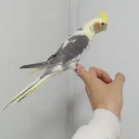 طوطی عروس هلندی های سوپر رام و سخنگو و اموزش دیده|پرنده|قائم‌شهر, |دیوار