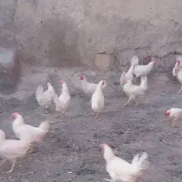 مرغ تخم گذار