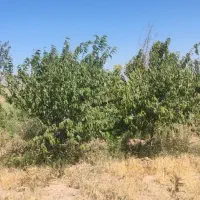 باغ انگور چهار ساله حسین اباد ناظم
