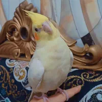 گمشده عروس هلندی