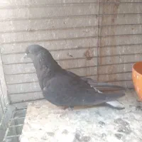 کبوتر اشعل کاشانی سیاه و سرخ|پرنده|بندر ماهشهر, |دیوار