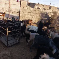 ۴۰تا بزغاله چاغ بتونی پروار  برا کشتار حرف ندران|حیوانات مزرعه|آبدانان, |دیوار