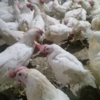 مرغ|حیوانات مزرعه|خوی, |دیوار