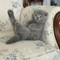 بریتیش و اسکاتیش های( اصیل و استثنایی )|گربه|تبریز, |دیوار