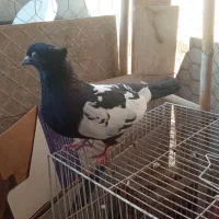 سینه سیاه پشت ماهی|پرنده|مشهد, ادیب نیشابوری (شهرک غرب)|دیوار