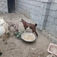 بز و کهره|حیوانات مزرعه|بندر گناوه, |دیوار