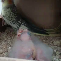 عروس هلندی مولد وجوجه سرلاکی|پرنده|پاکدشت, پاکدشت (مامازند)|دیوار