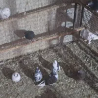 کفتر پرشی|پرنده|قلعه نو, |دیوار