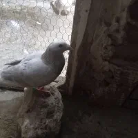 کبوترسرور
