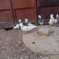 کبوتر طوقی پرشی معاوضه با عروس|پرنده|خانمیرزا, |دیوار