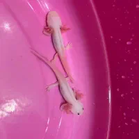 ماهی مکزیکی