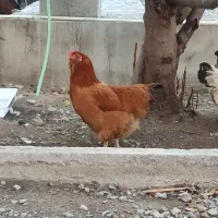 مرغ تخم گذار