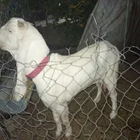 بز گلابی اصل اصل وزن بالا بلند|حیوانات مزرعه|خشت, |دیوار