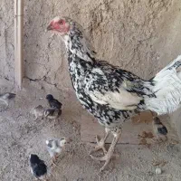 ماکیان اصیل لاری با جوجه