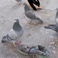 کبوتر