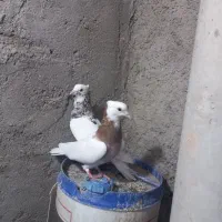 جفتی|پرنده|سبزوار, خسروجرد|دیوار