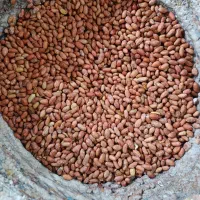 فروش بادام زمینی برشته درجه یک|خوردنی و آشامیدنی|پارس‌آباد, |دیوار