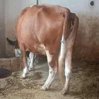 گاو سیمینتال قرمز آبستن