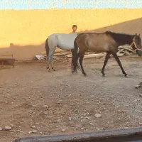 اسب