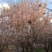 واگذاری باغ بادام و پسته در ینگی کند