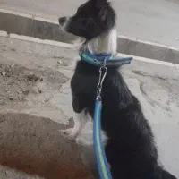 واگذاری سگ شیتزو پاکوتاه