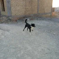 سگ قدرجونی جفت نروماده