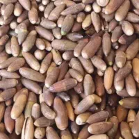 بلوط برای حیوان