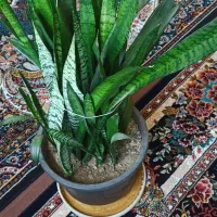 پارس آباد خ مطهری کوچه7