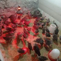 تخم نطفه دار بوقلمون برنز وارگانیک فروش و قرارداد|حیوانات مزرعه|فیروزه, |دیوار