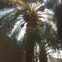 برش نخل قطع درخت (بریدن درخت)|خدمات باغبانی و درختکاری|بندر کنگان, |دیوار