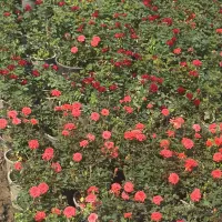 گیاهان زینتی فضای باز برای باغ ، ویلا و حیاط|گل و گیاه طبیعی|تهران, هروی|دیوار